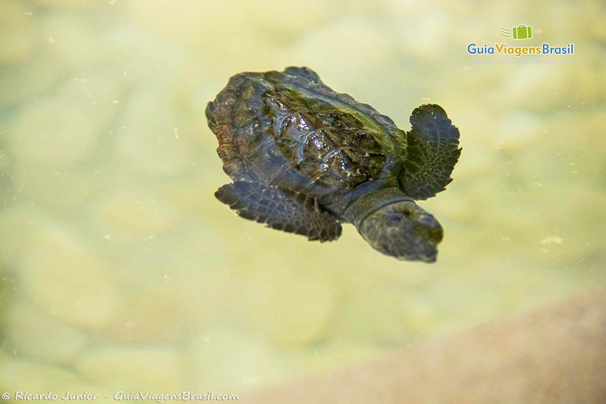 Imagem da pequena tartaruga do Projeto Tamar na Praia do Forte.